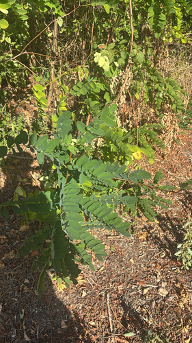 black locust