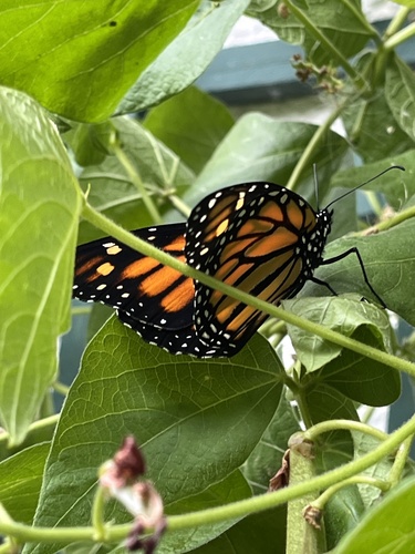 Monarch