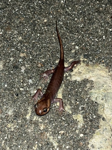 Northwestern Salamander