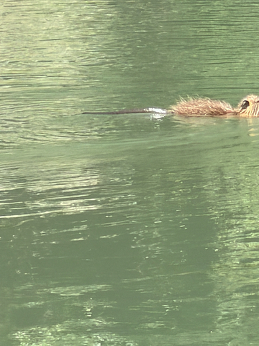 Coypu