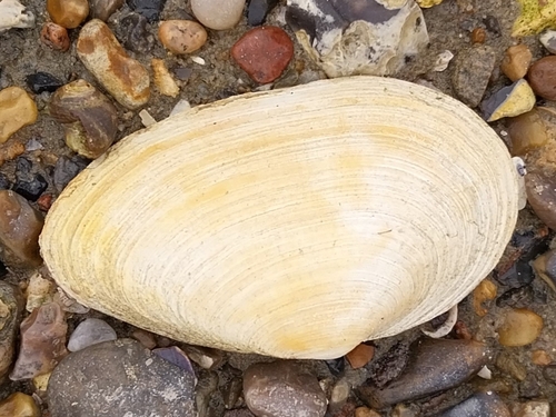 Soft-shelled Clam