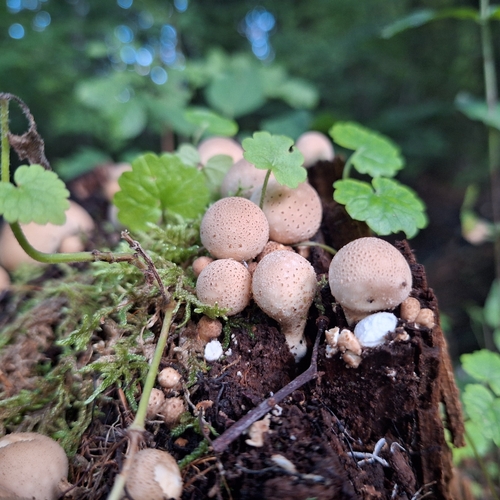 Pear-shaped Puffball