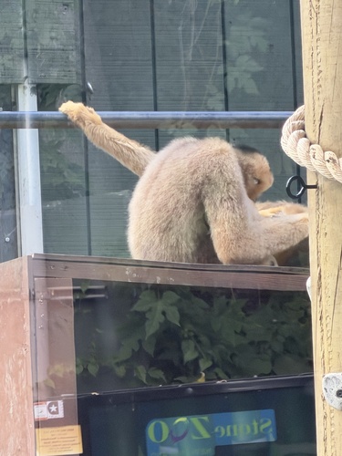 Northern White-cheeked Gibbon