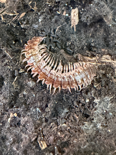 Common Pink Flat-back