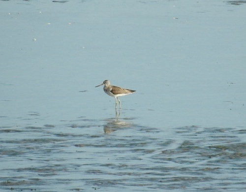 Common Greenshank