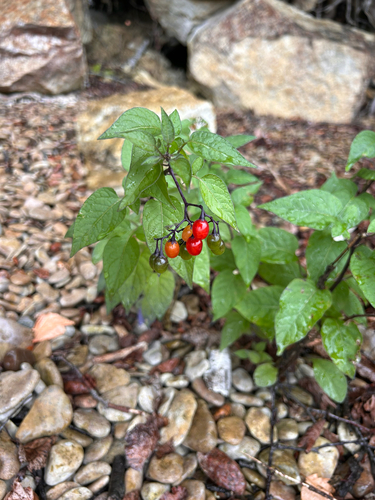 bittersweet nightshade