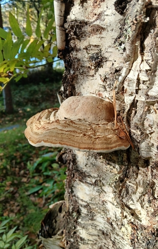 Hoof Fungus