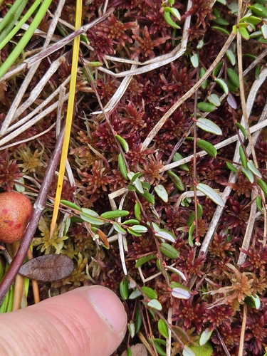 Vaccinium oxycoccos, photograph 2