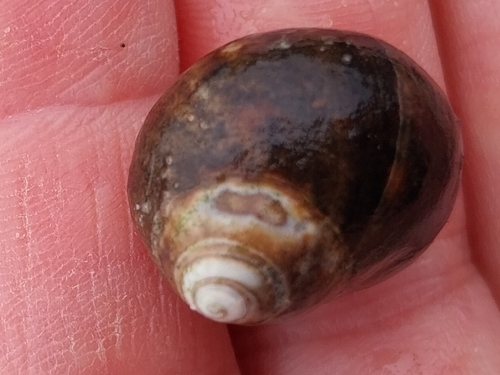 Common Periwinkle