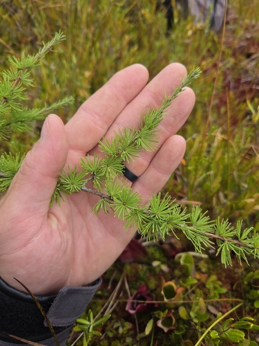 Larix laricina, photograph 2