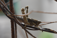 Coryacris angustipennis