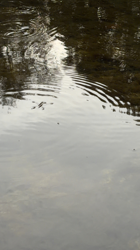 River Skater