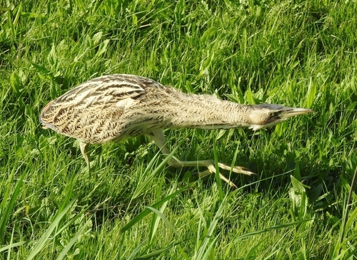 Eurasian Bittern