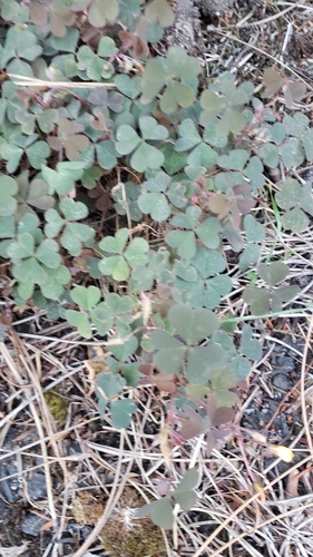 Creeping Woodsorrel