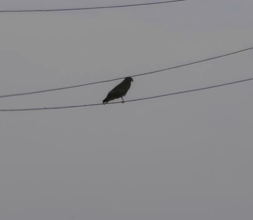 Common Buzzard