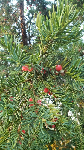 common yew