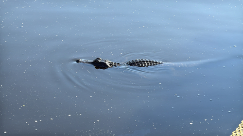 American Alligator