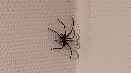 Giant House Spider