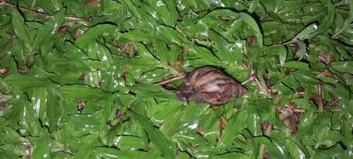 African Giant Snail