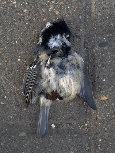 Coal Tit