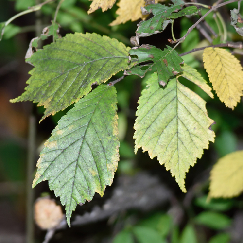 Ulmus glabra, photograph 2