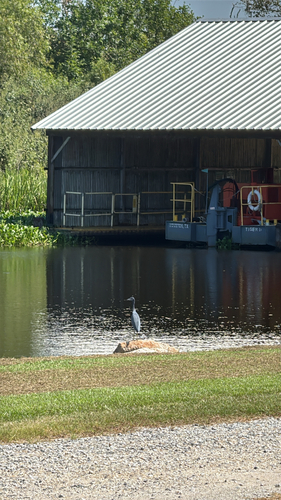 Little Blue Heron