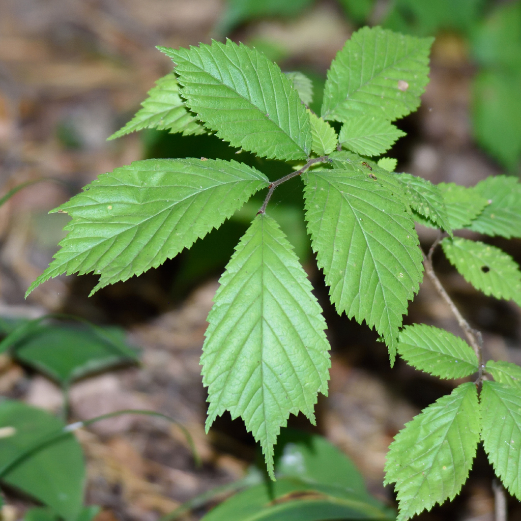 Ulmus glabra; photograph (c) Fyodor Pudovikov, some rights reserved (CC BY)