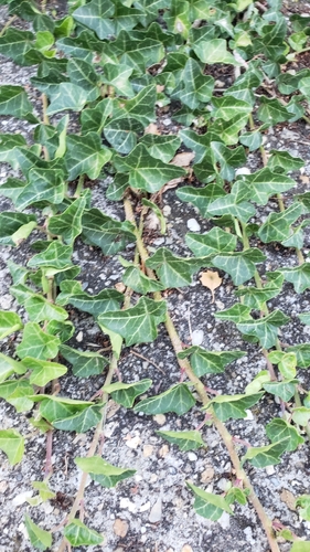 common ivy