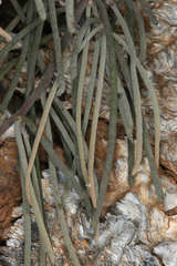 Amyema linophylla