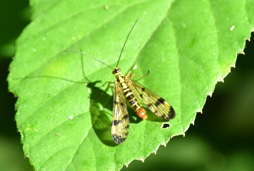 Common European Scorpionfly