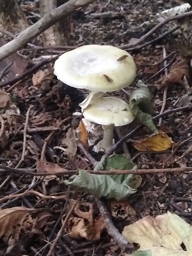 Deathcap