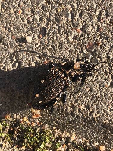Granulated Ground Beetle
