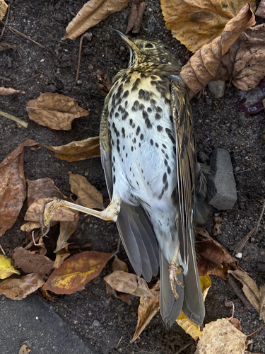 Song Thrush