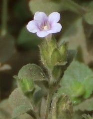 Strobilanthes crossandra