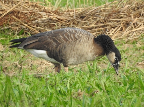 Greylag × Canada Goose
