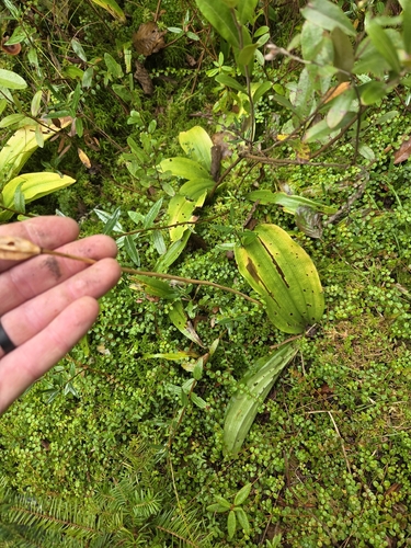 Cypripedium acaule, photograph 6