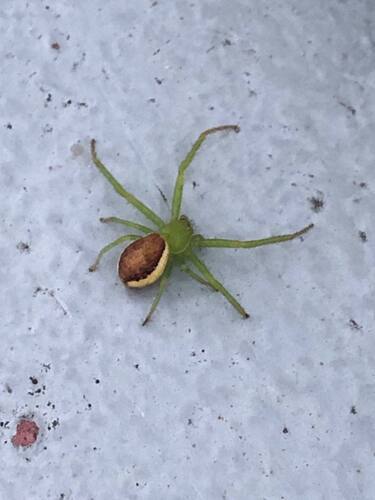 Eurasian Green Crab Spider