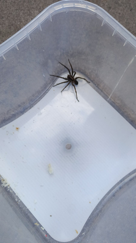 Radiated Wolf Spider