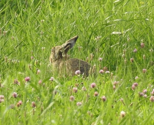 Brown Hare
