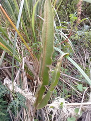 Elaphoglossum cuspidatum