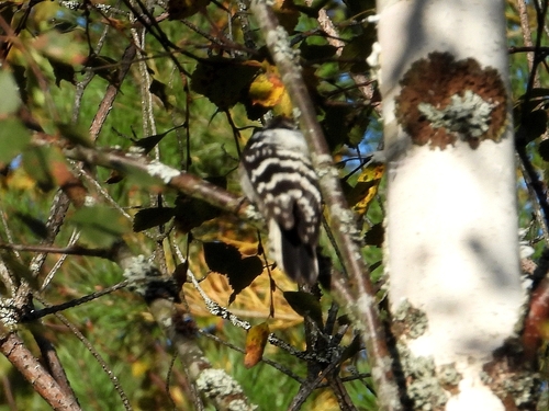 Lesser Spotted Woodpecker