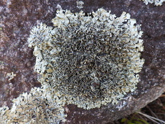 Xanthoparmelia stenophylla