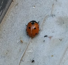 Coccinella septempunctata