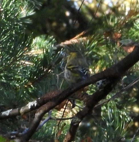 Eurasian Siskin