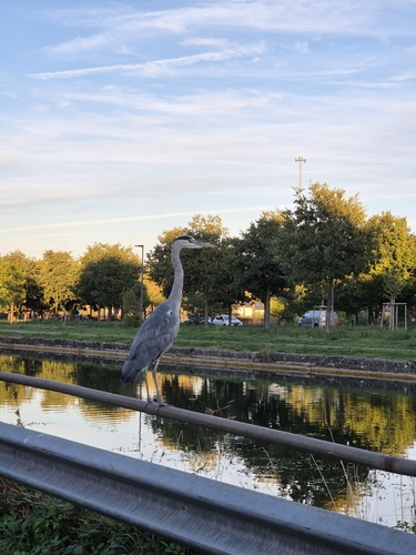 Grey Heron