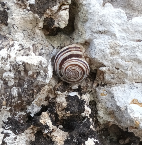 Chocolate-band Snail