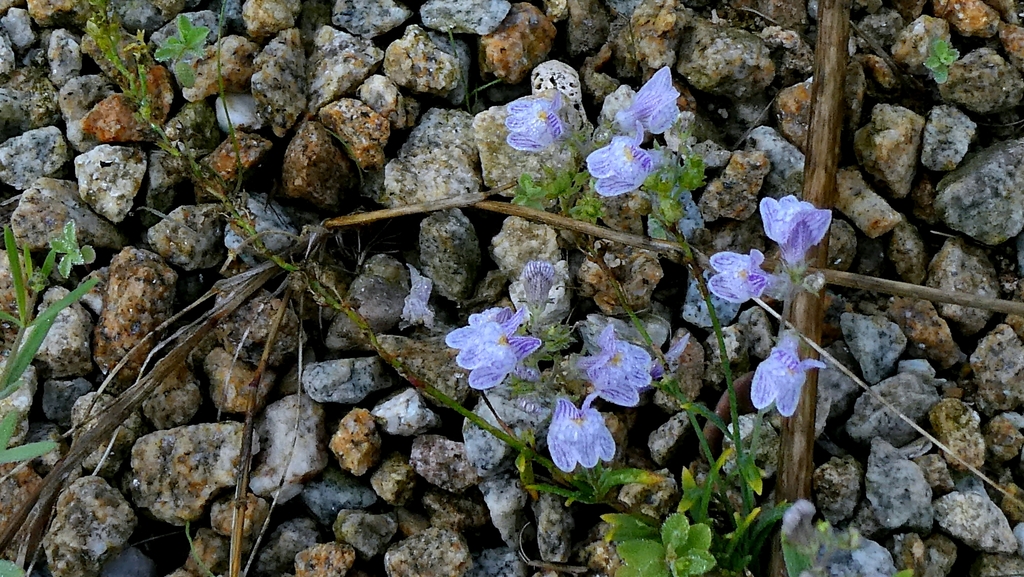 Linaria repens; photograph author not stated, no rights reserved