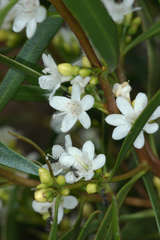 Myoporum platycarpum platycarpum