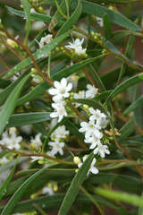 Myoporum platycarpum platycarpum