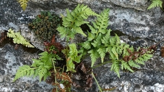 Asplenium adiantum-nigrum, photograph author not stated, no rights reserved